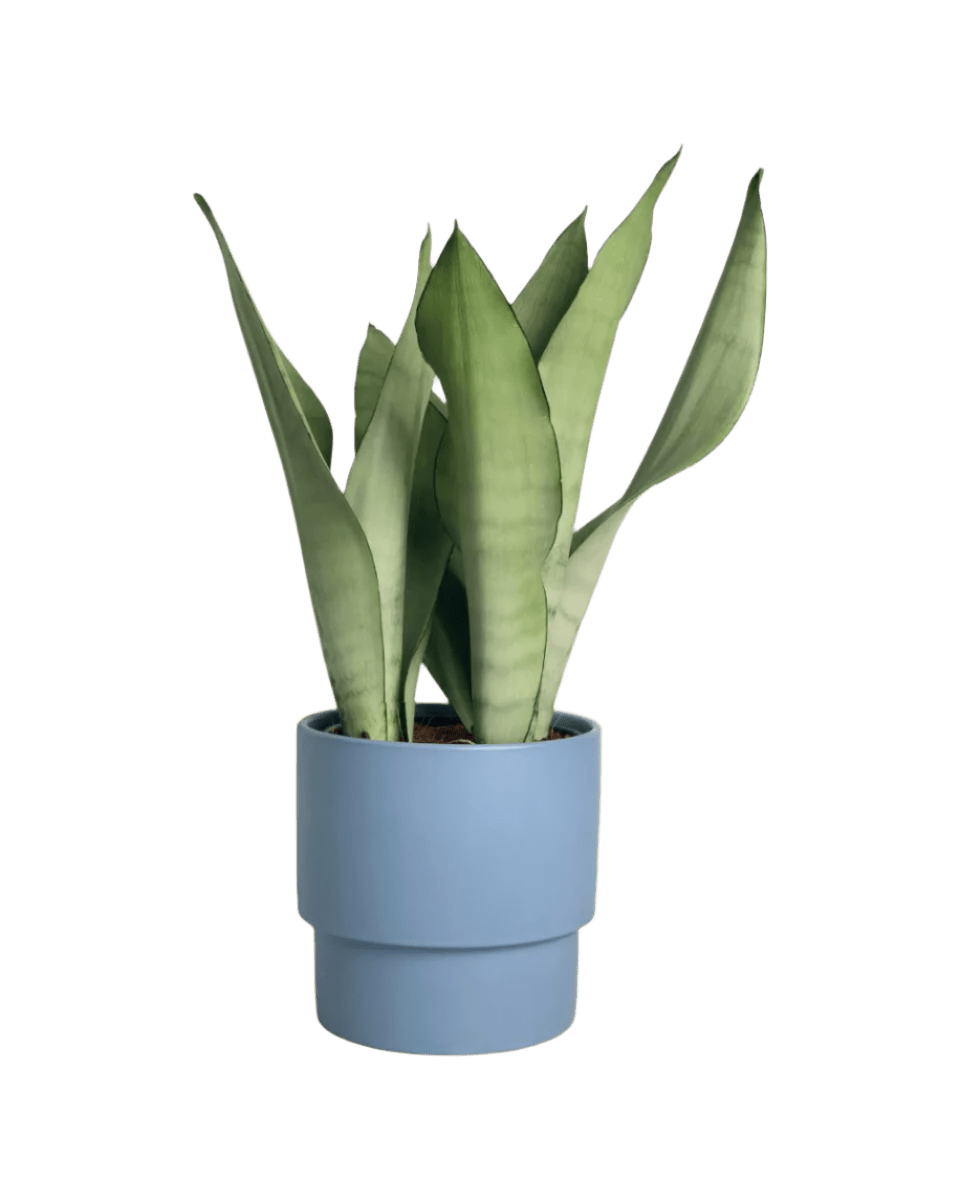 Sansevieria Moonshine paired with plinth pot - blue/large