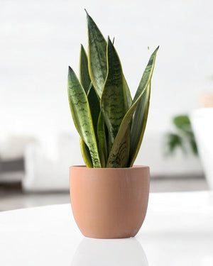 Sansevieria Silver Laurentii - Potted plant - POTT - SANS - GRW - 6795 - Tumbleweed Plants - Online Plant Delivery Singapore