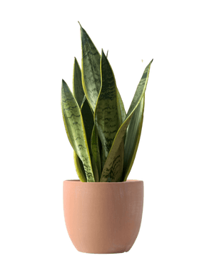 Sansevieria Silver Laurentii - Potted plant - POTT - SANS - GRW - 6795 - Tumbleweed Plants - Online Plant Delivery Singapore