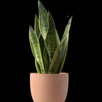 Sansevieria Silver Laurentii