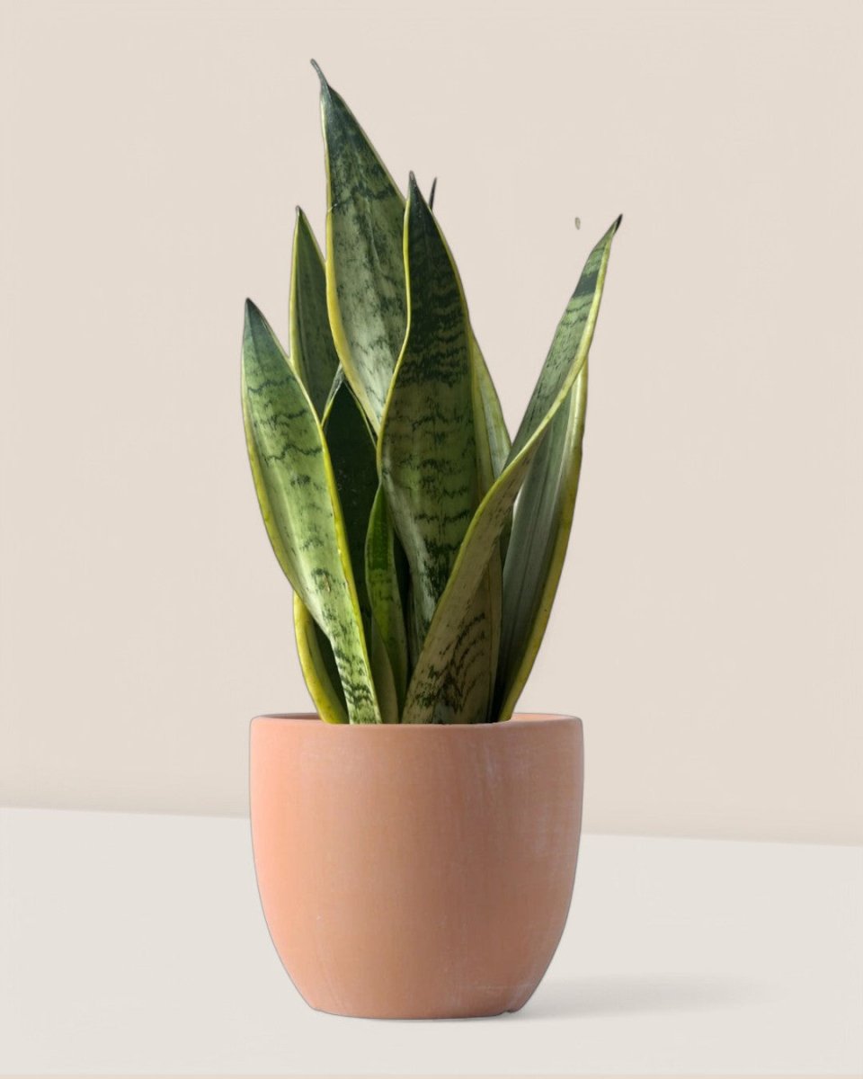 Sansevieria Silver Laurentii - Potted plant - POTT - SANS - GRW - 6795 - Tumbleweed Plants - Online Plant Delivery Singapore