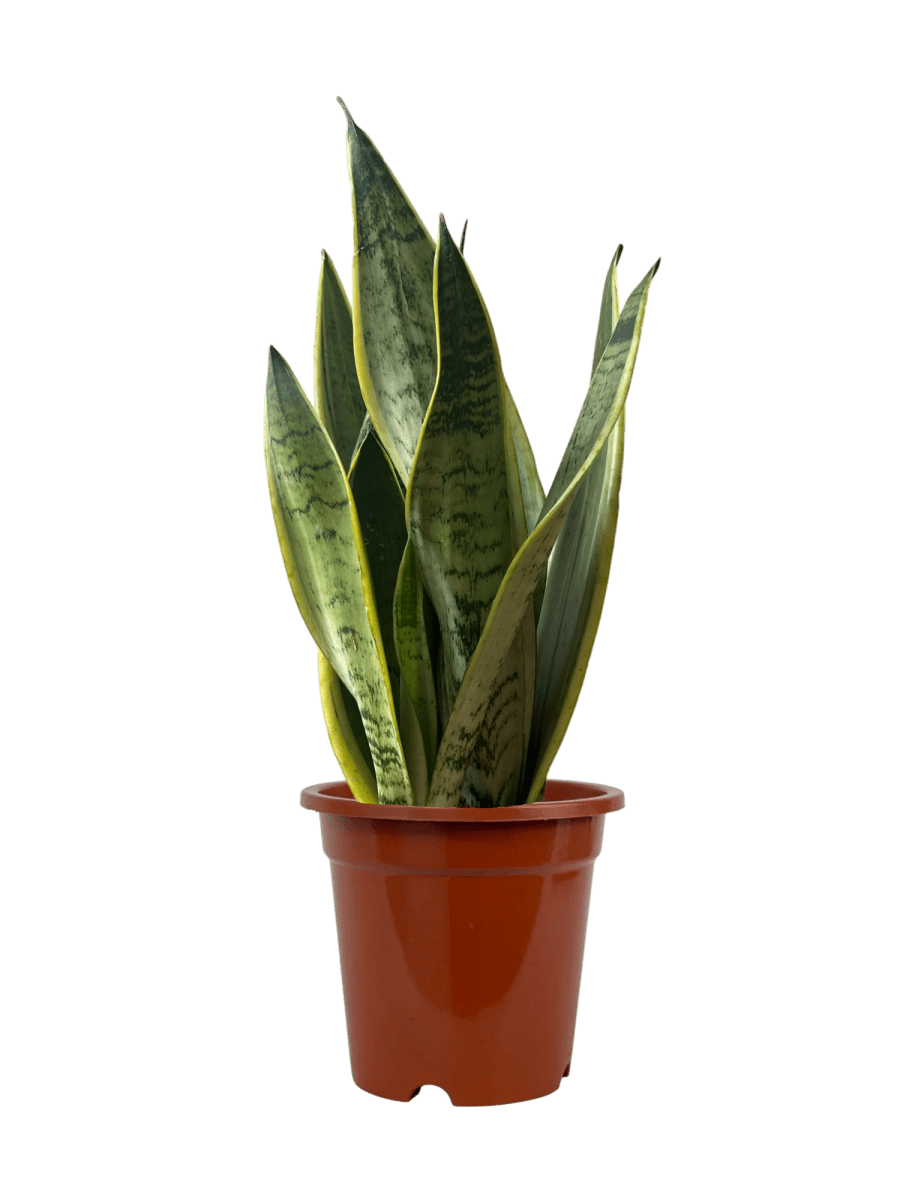 Sansevieria Silver Laurentii - Potted plant - POTT - SANS - GRW - 6795 - Tumbleweed Plants - Online Plant Delivery Singapore