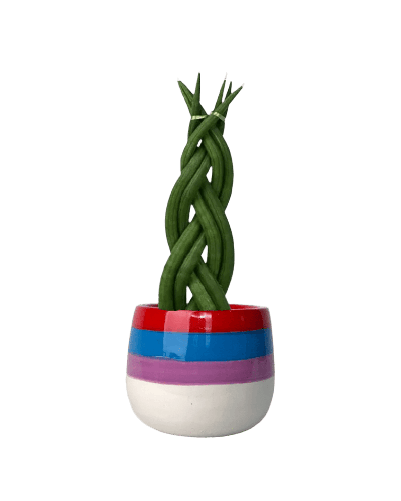 Sansevieria Skyline Twist paired with poppy planter - rapunzel