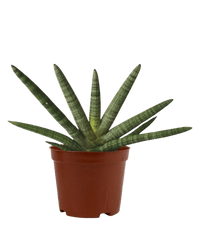 Sansevieria Starfish in a grow pot