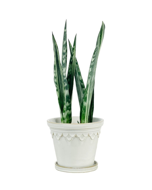 Sansevieria Trifasciata 'Bantel's Sensation' - grow pot - Potted plant - Tumbleweed Plants - Online Plant Delivery Singapore