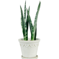 Sansevieria Trifasciata 'Bantel's Sensation'