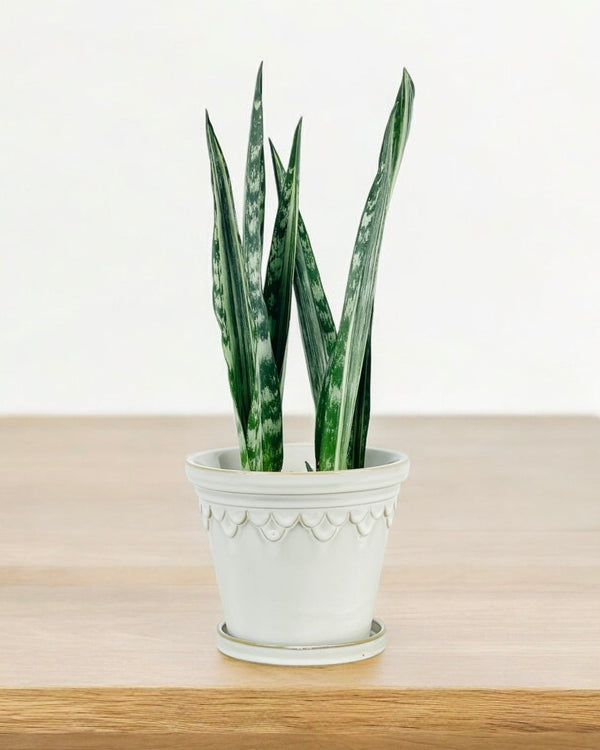 Sansevieria Trifasciata 'Bantel's Sensation'