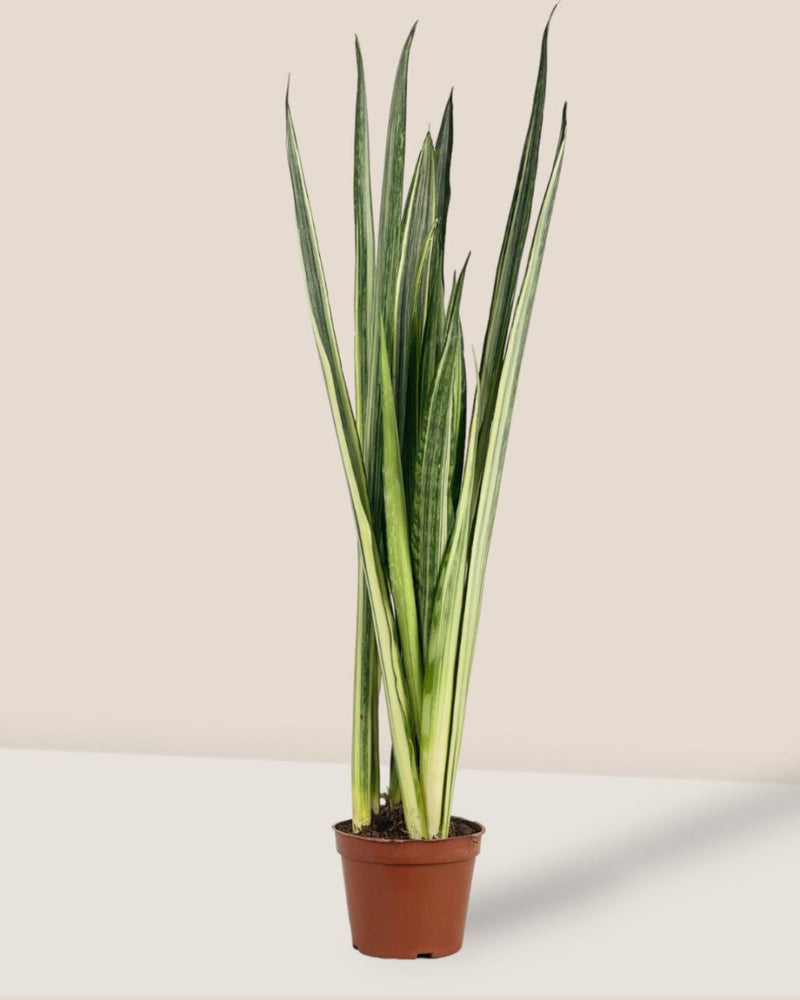 Sansevieria Trifasciata 'Bantel's Sensation' - grow pot - Potted plant - Tumbleweed Plants - Online Plant Delivery Singapore