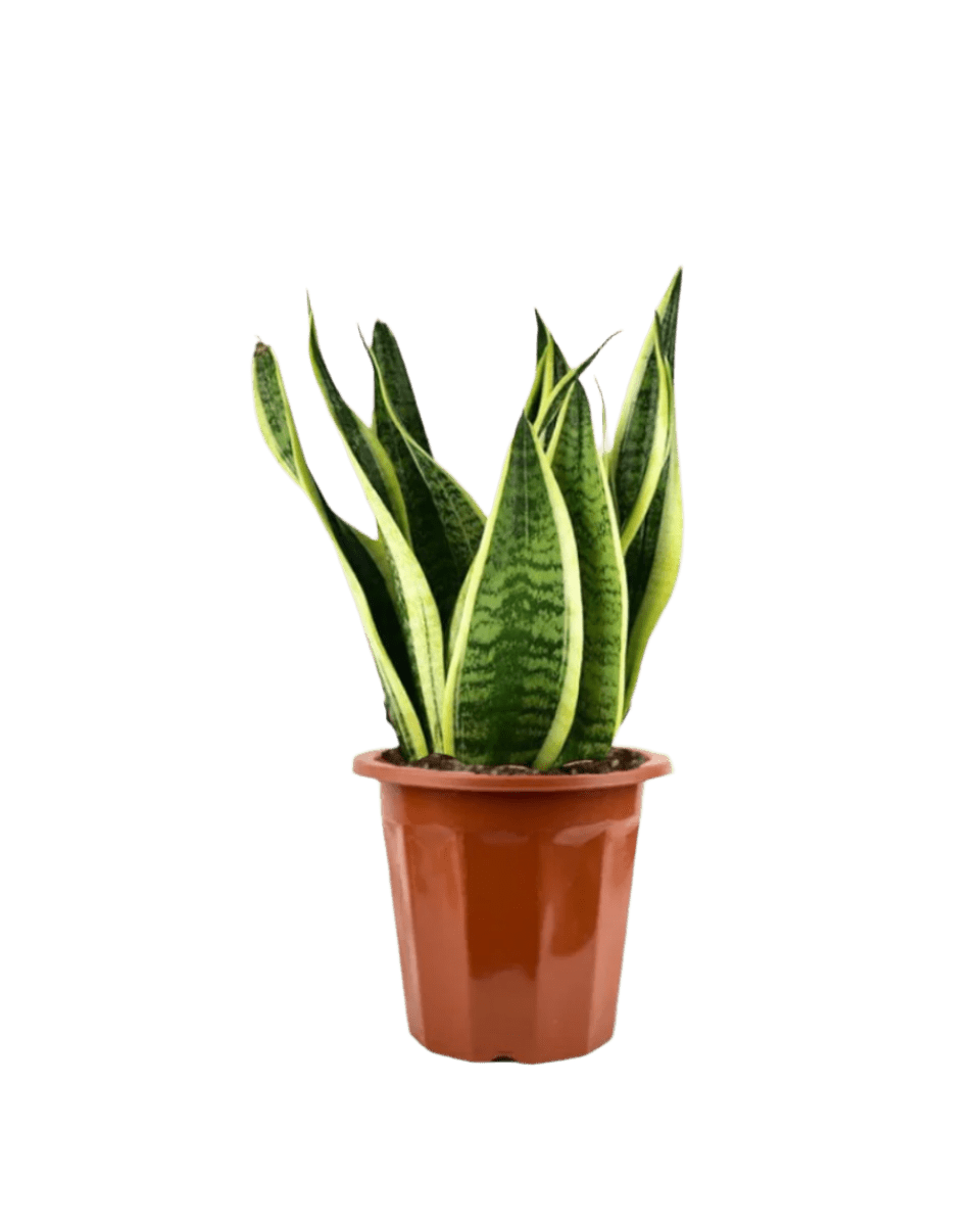 Sansevieria Trifasciata 'Futura Superba' paired with grow pot