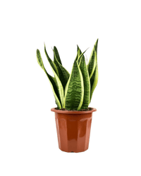 Sansevieria Trifasciata 'Futura Superba' paired with grow pot