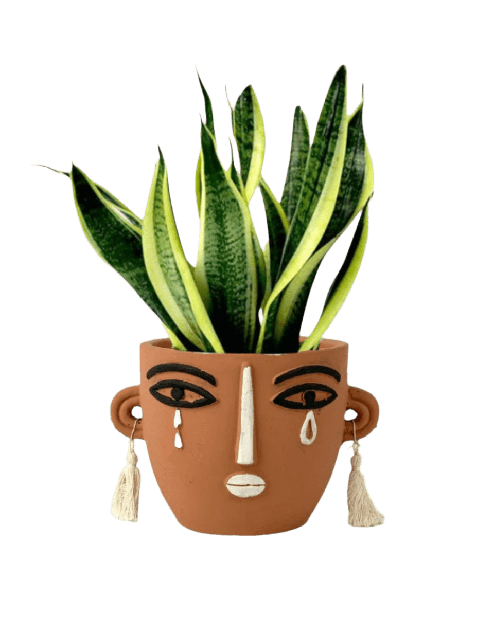 Sansevieria Trifasciata 'Futura Superba' paired with polly planter - brown short