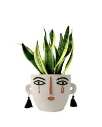 Sansevieria Trifasciata 'Futura Superba' paired polly planter - white short