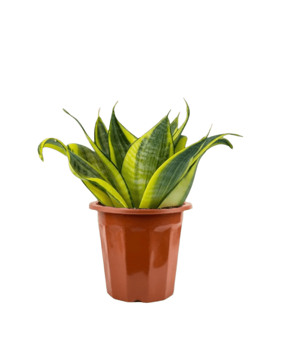 Sansevieria Trifasciata ‘Golden Hahnii’ in a grow pot