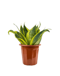 Sansevieria Trifasciata ‘Golden Hahnii’ in a grow pot