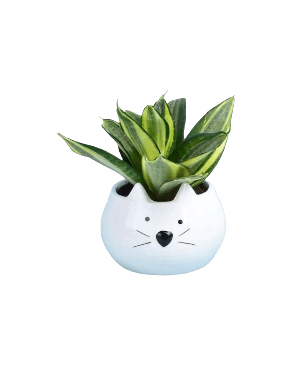 piggy planter