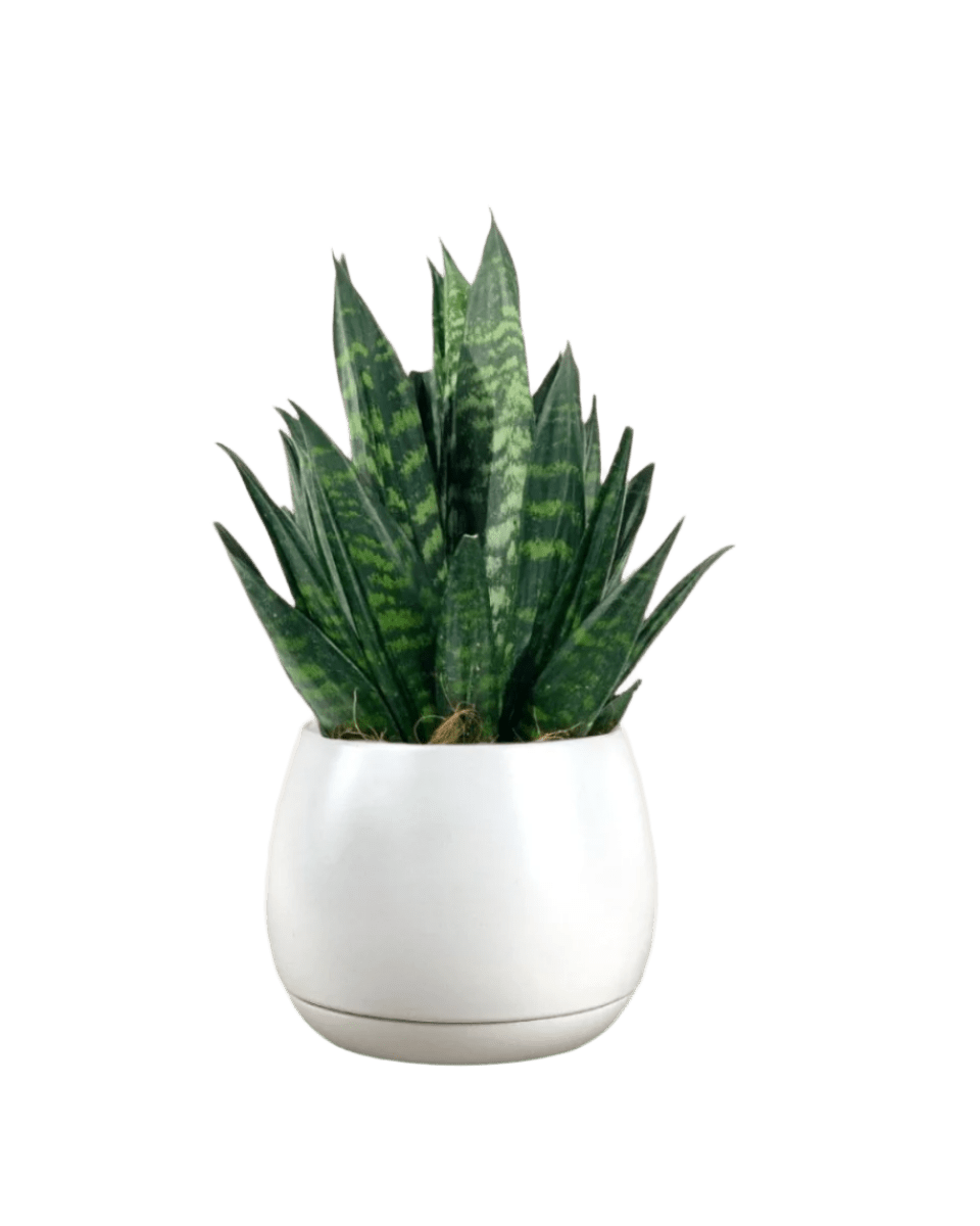 addie planter - large/white