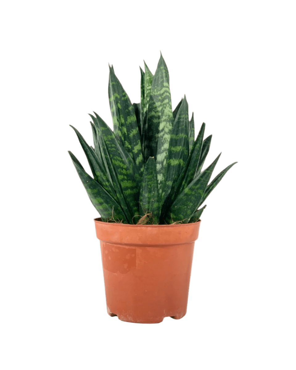 Sansevieria Trifasciata ‘Hahnii Crested’ - grow pot - Potted plant - Tumbleweed Plants - Online Plant Delivery Singapore