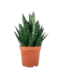 Sansevieria Trifasciata ‘Hahnii Crested’ - grow pot - Potted plant - Tumbleweed Plants - Online Plant Delivery Singapore