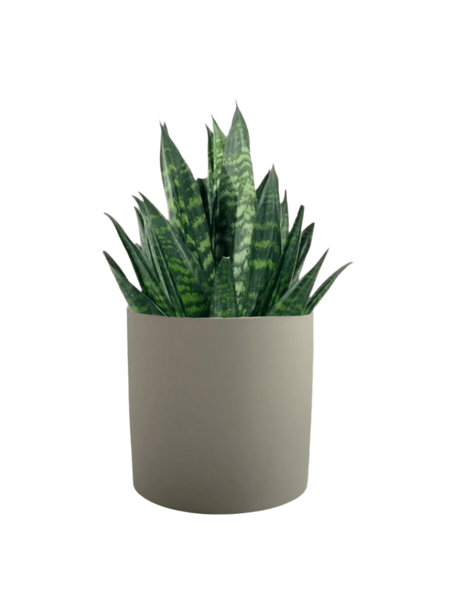 Sansevieria Trifasciata ‘Hahnii Crested’ - taupe mist ceramic pot - large - Potted plant - Tumbleweed Plants - Online Plant Delivery Singapore