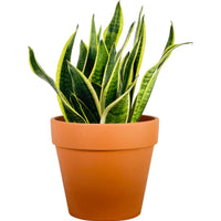 Sansevieria Trifasciata Laurentii (0.5m)