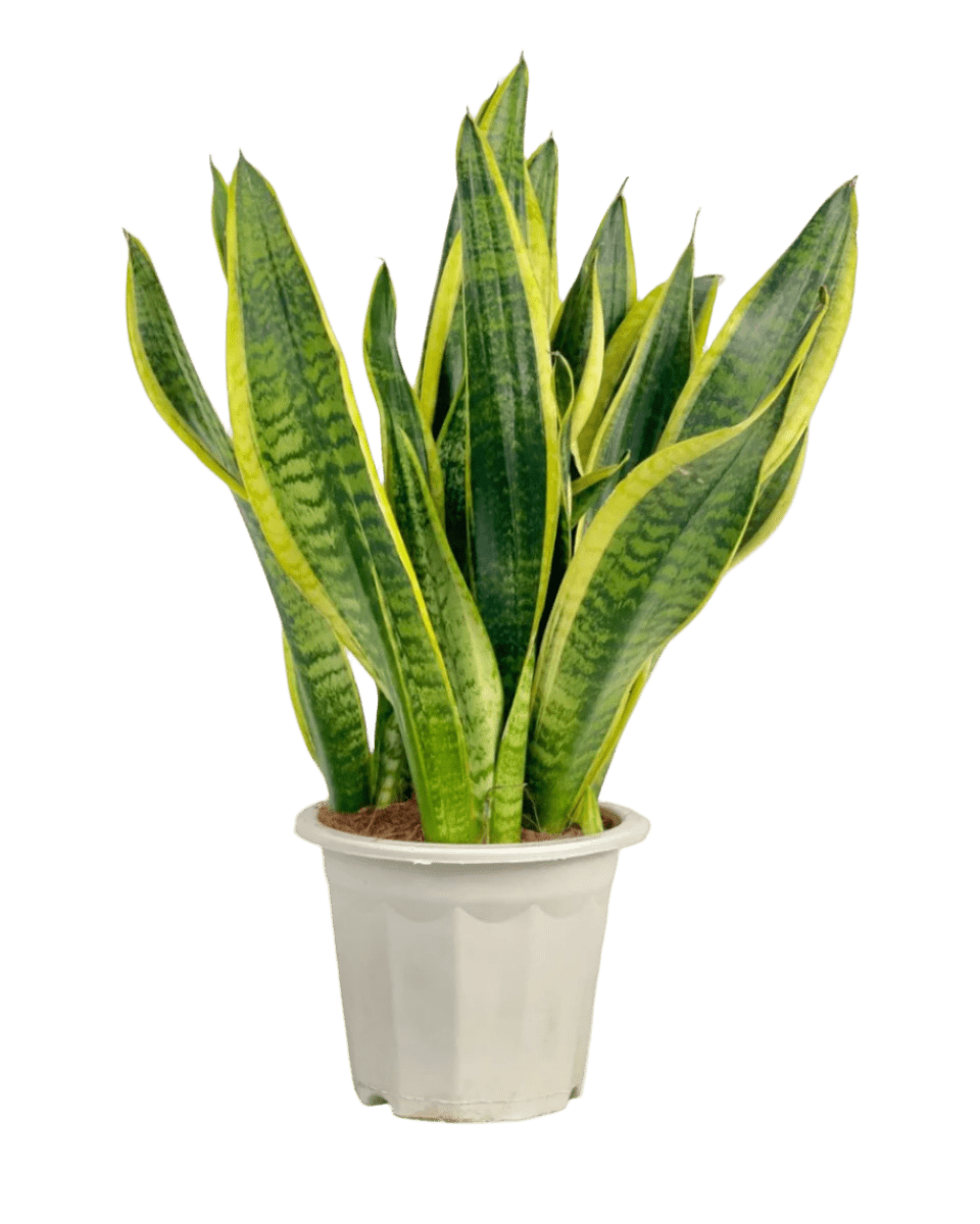 Sansevieria Trifasciata Laurentii (0.5m) - Potted plant - POTT - SANS - GRW - 1903 - Tumbleweed Plants - Online Plant Delivery Singapore