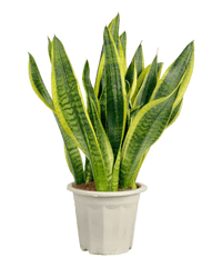 Sansevieria Trifasciata Laurentii (0.5m) - Potted plant - POTT - SANS - GRW - 1903 - Tumbleweed Plants - Online Plant Delivery Singapore