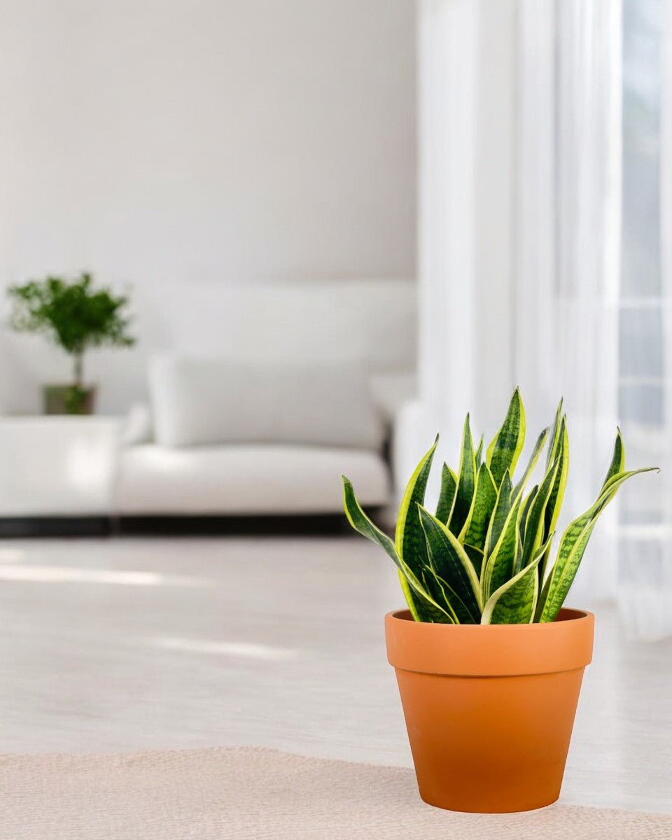 Sansevieria Trifasciata Laurentii (0.5m) - Potted plant - POTT - SANS - GRW - 1903 - Tumbleweed Plants - Online Plant Delivery Singapore