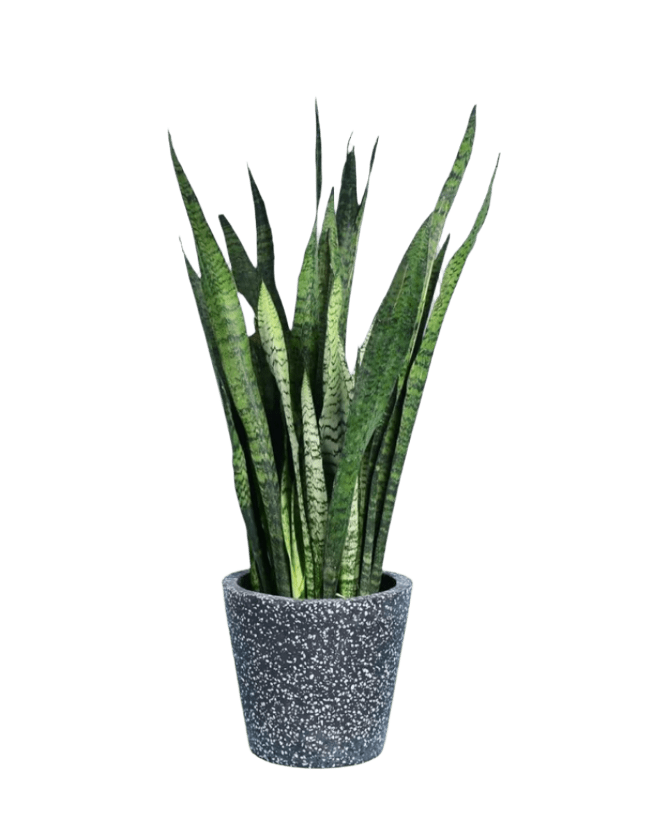 Sansevieria Zeylanica paired with roman planter - forest green