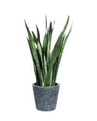 Sansevieria Zeylanica paired with roman planter - forest green