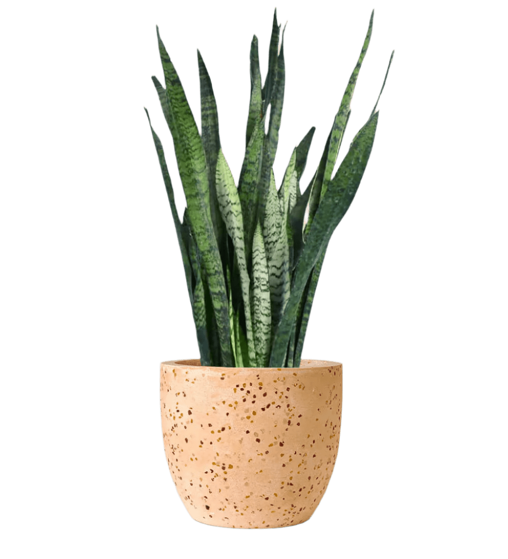 Sansevieria Zeylanica paired with egg pot - pink