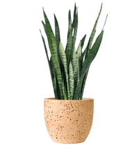 Sansevieria Zeylanica paired with egg pot - pink