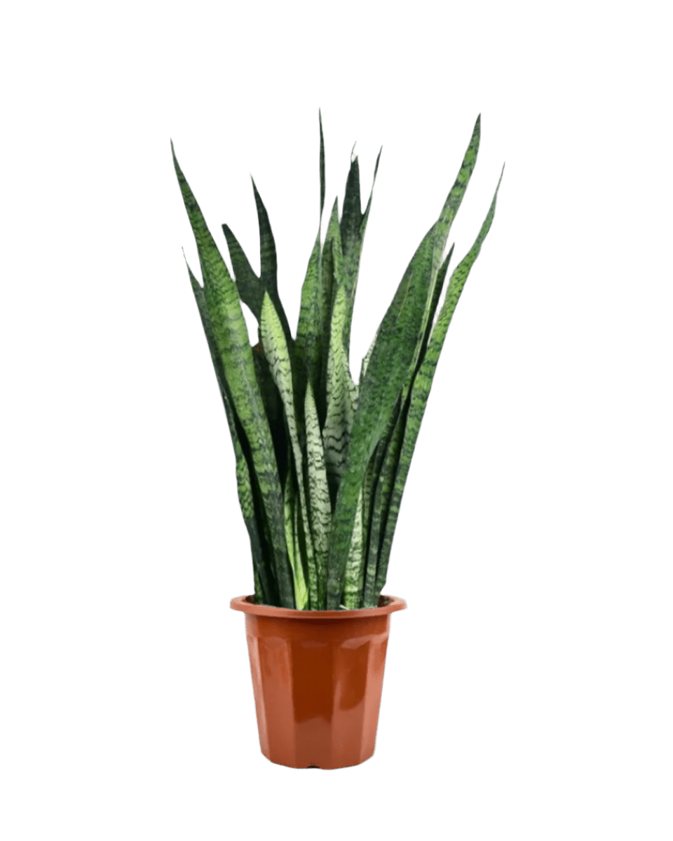 Sansevieria Zeylanica in a grow pot