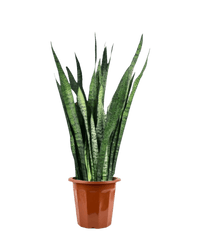 Sansevieria Zeylanica in a grow pot