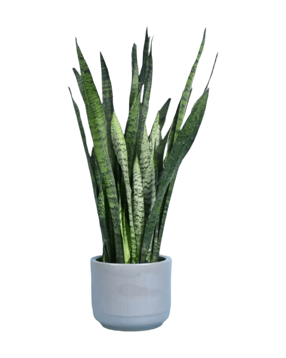 Sansevieria Zeylanica paired with morandi pot