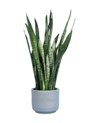 Sansevieria Zeylanica paired with morandi pot