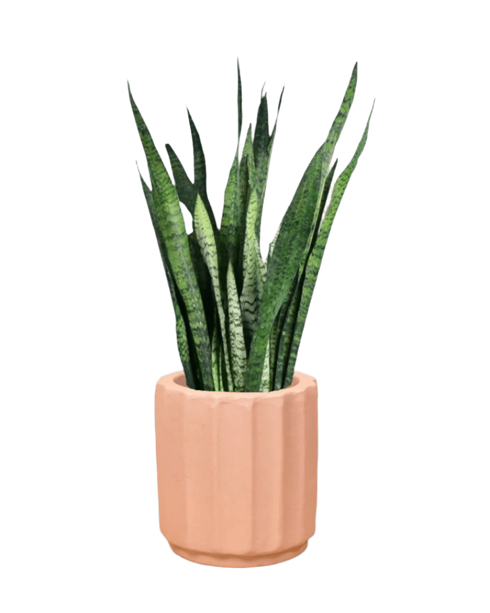 Sansevieria Zeylanica paired with roman planter - almond