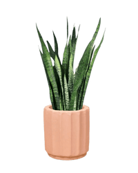 Sansevieria Zeylanica paired with roman planter - almond