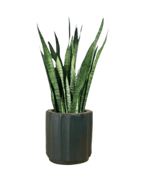 Sansevieria Zeylanica paired with roman planter - forest green