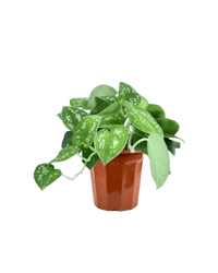 Satin Pothos - grow pot - Potted plant - Tumbleweed Plants - Online Plant Delivery Singapore