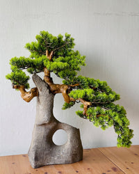 Sculpted Bonsai on Stone Centerpiece - Real - Trunk Artificial - Plant Arrangement - 5516314535781 - Tumbleweed Plants - Online Plant Delivery Singapore