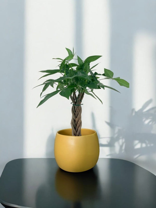 Second Chance: Amber Pot with free assorted plant - Home Decor - HOME - SECO - 6521 - Tumbleweed Plants - Online Plant Delivery Singapore