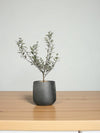 Second Chance: Asahi Pot FREE assorted plant - Second Chance - POTS - SECO - 6831 - Tumbleweed Plants - Online Plant Delivery Singapore