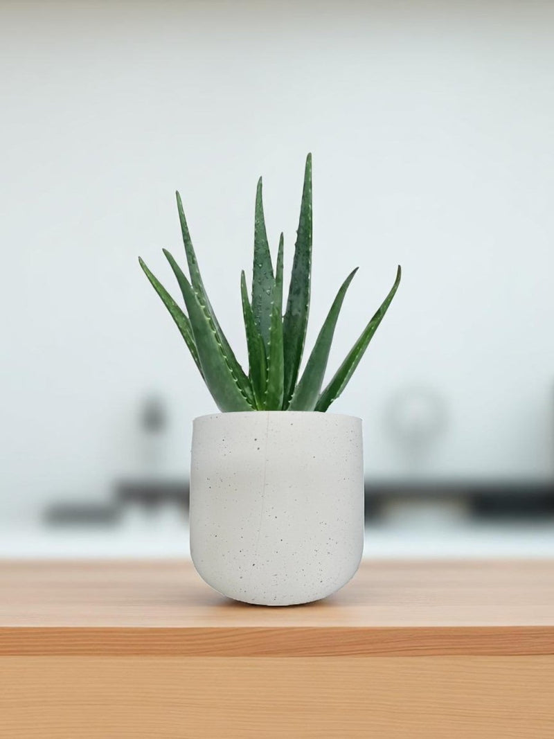Second Chance: Asahi Pot FREE assorted plant - Second Chance - POTS - SECO - 6832 - Tumbleweed Plants - Online Plant Delivery Singapore