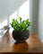 Second Chance: Ashstone Bowl FREE assorted plant