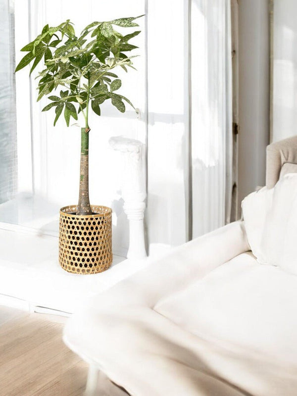 Second Chance: Bamboo Basket FREE assorted plant - Home Decor - TOOL - SECO - CM - 6306 - Tumbleweed Plants - Online Plant Delivery Singapore