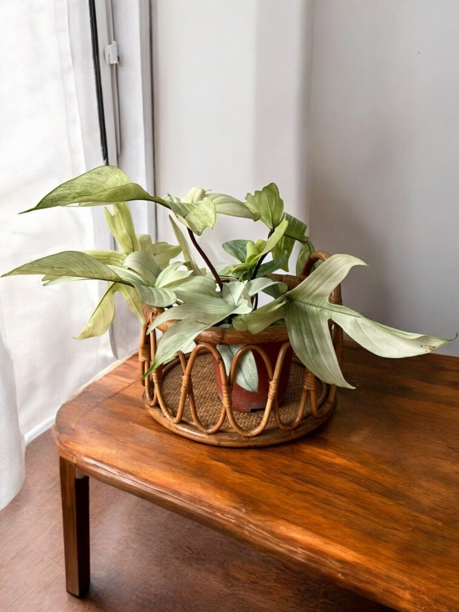 Second Chance: Bamboo Bliss FREE assorted plant - Second Chance - POTS - SECO - 6845 - Tumbleweed Plants - Online Plant Delivery Singapore