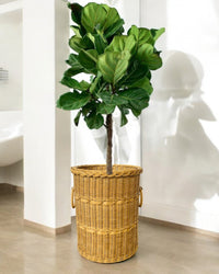 Second Chance: Basket FREE assorted plant - Home Decor - TOOL - SECO - CM - 6306 - Tumbleweed Plants - Online Plant Delivery Singapore