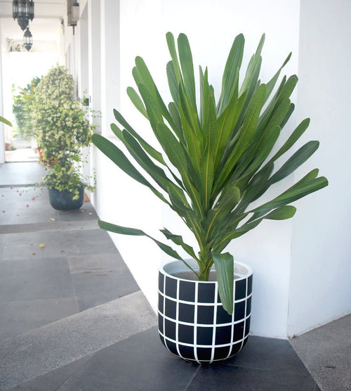 Second Chance: Black and White Grid Pot - Basket - Tumbleweed Plants - Online Plant Delivery Singapore