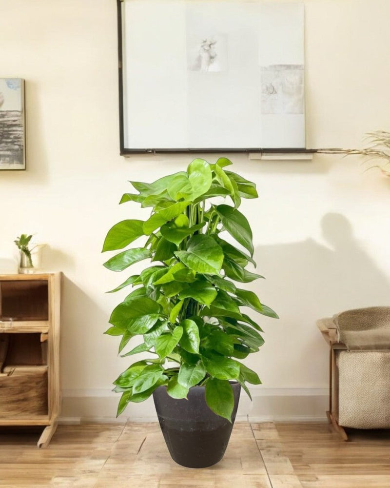 Second Chance: Blackmoor Pot FREE assorted plant - Second Chance - SECO - SECO - 6871 - Tumbleweed Plants - Online Plant Delivery Singapore