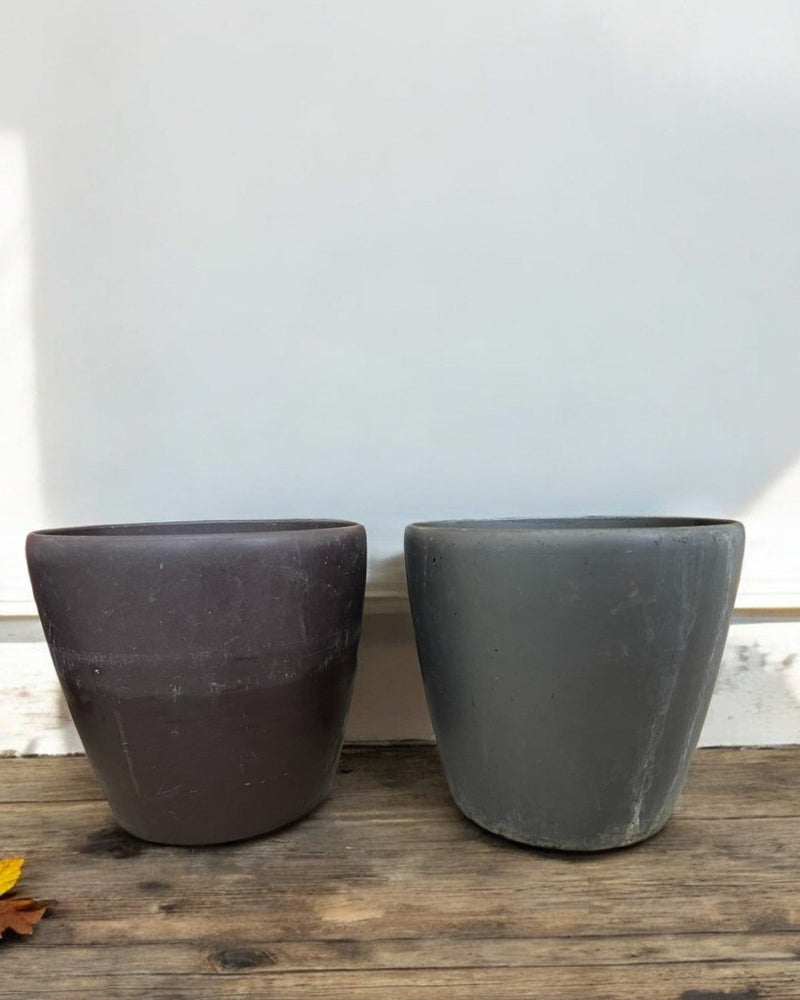 Second Chance: Blackmoor Pot FREE assorted plant - Second Chance - SECO - SECO - 6871 - Tumbleweed Plants - Online Plant Delivery Singapore